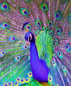 Colorful  peacock