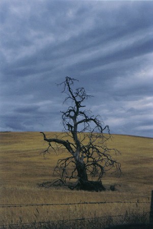 Dying tree in field
