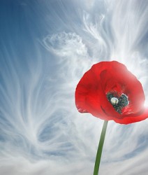 Flower with sky backdrop Flower with sky backdrop