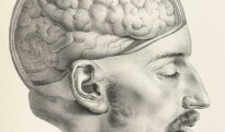 Head exposed brain illustration Head exposed brain illustration