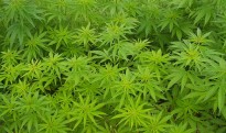 Marijuana Marijuana