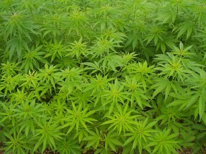 Marijuana