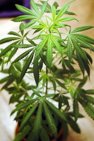 Marijuana Withdrawal Syndrome