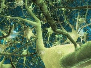 Neuronal synapse