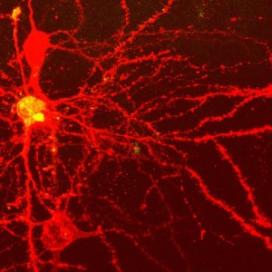 Neurons Neurons