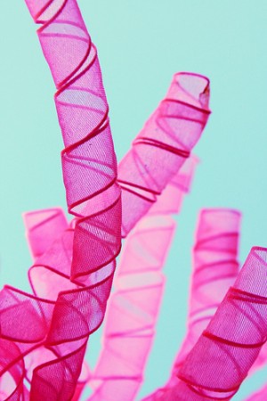 Pink ribbon cancer Pink ribbon cancer