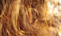Strands of hair Strands of hair