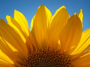 Sunflower plant Sunflower plant