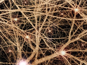 Synapse network Synapse network