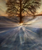 Tree consciousness Tree consciousness
