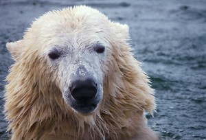 White bear White bear